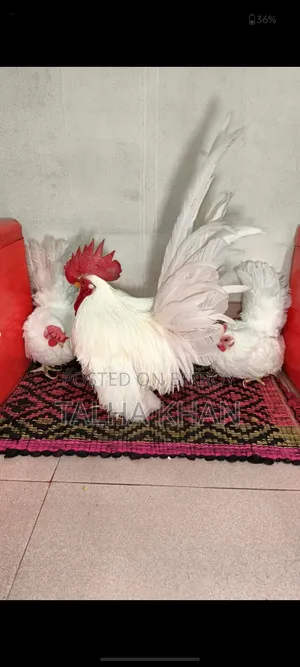 ১০০% শো হোয়াইটেল জাপানিজ বেন্থাম।