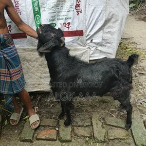 ব্লাক পুরুষ ছাগল
