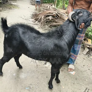 ব্লাক পুরুষ ছাগল