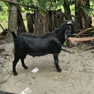 ব্লাক পুরুষ ছাগল