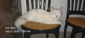 6-12 months Female Purebred Persian