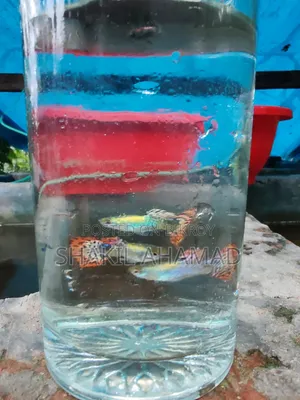 Red Dragon Guppy