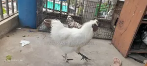 সিল্কি মুরগি