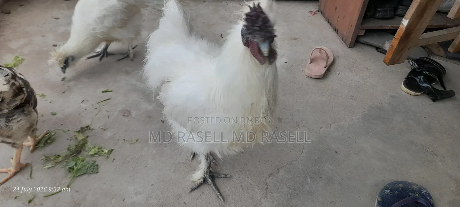 সিল্কি মুরগি
