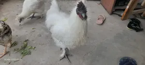 সিল্কি মুরগি
