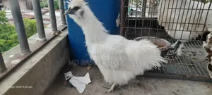 সিল্কি মুরগি