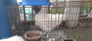 সিল্কি মুরগি