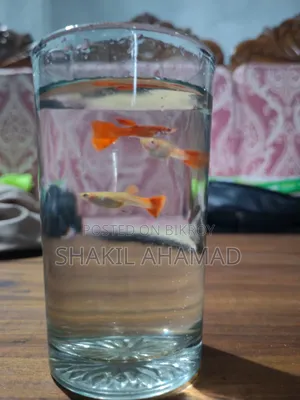 Albino Full Red Guppy