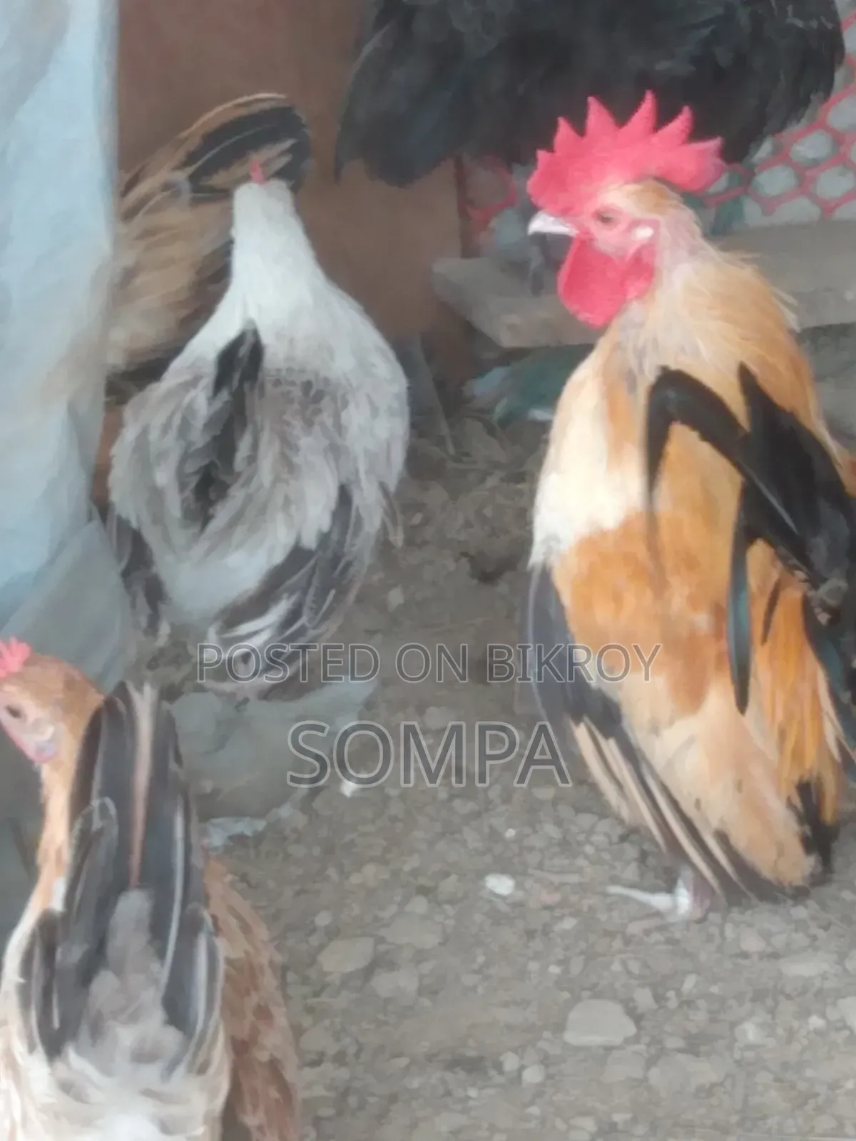সেরেমা মুরগি