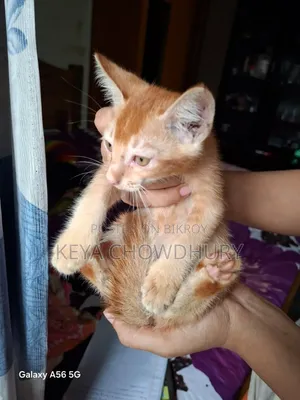 1-3 Months Male Purebred Bengal