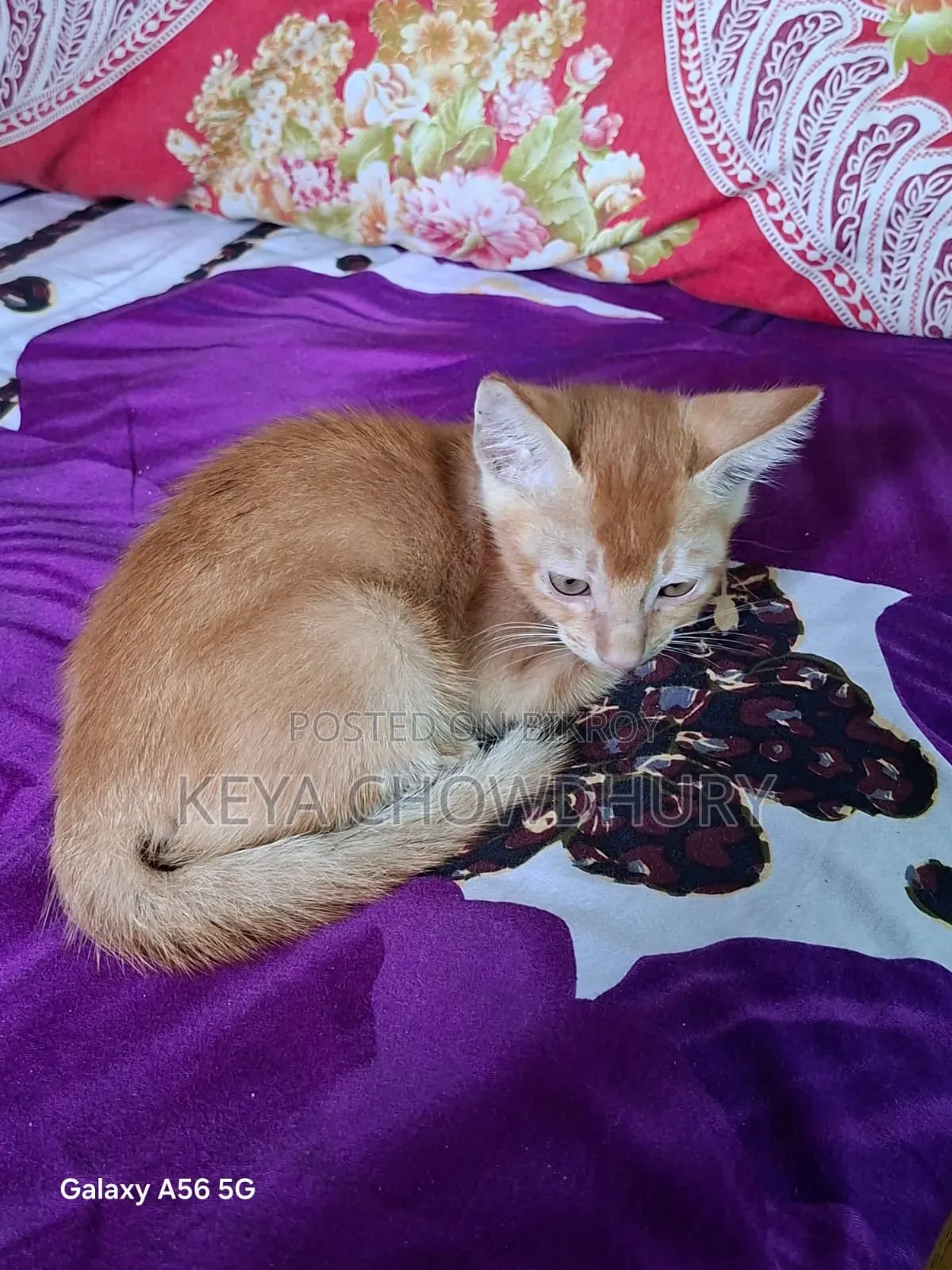 1-3 Months Male Purebred Bengal