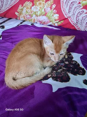 1-3 Months Male Purebred Bengal