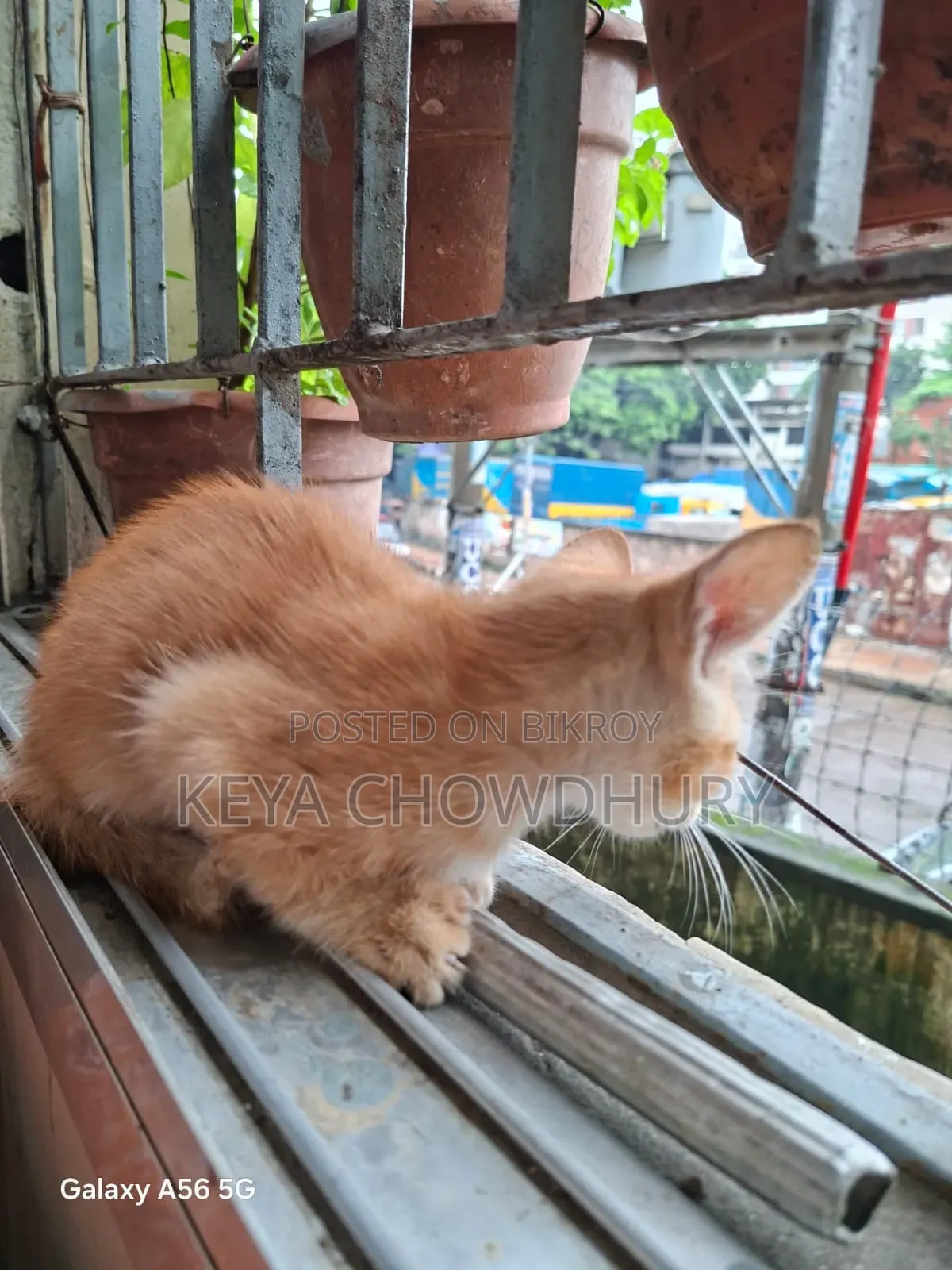 1-3 Months Male Purebred Bengal