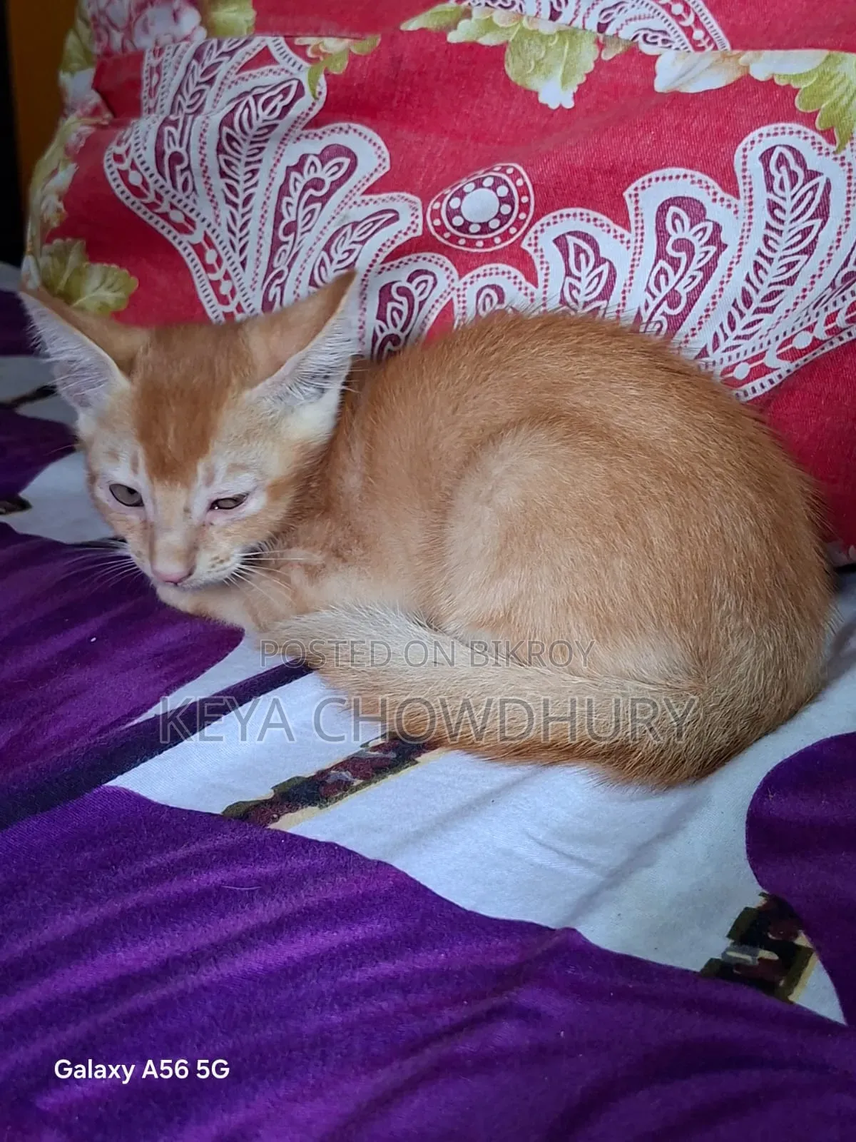 1-3 Months Male Purebred Bengal