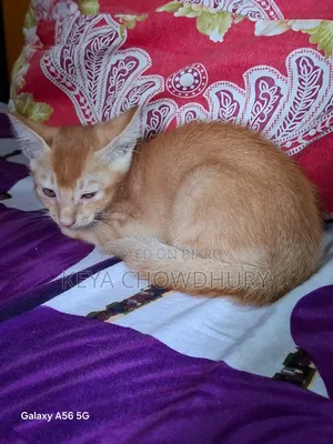 1-3 Months Male Purebred Bengal