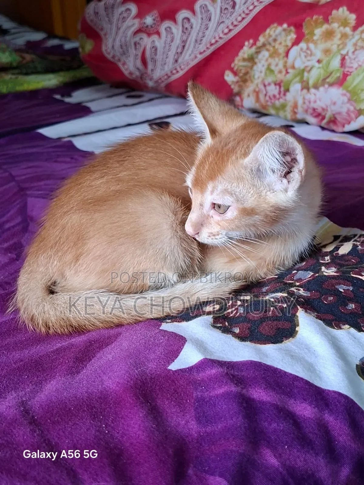 1-3 Months Male Purebred Bengal