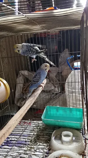 Pet Budgerigar Birds
