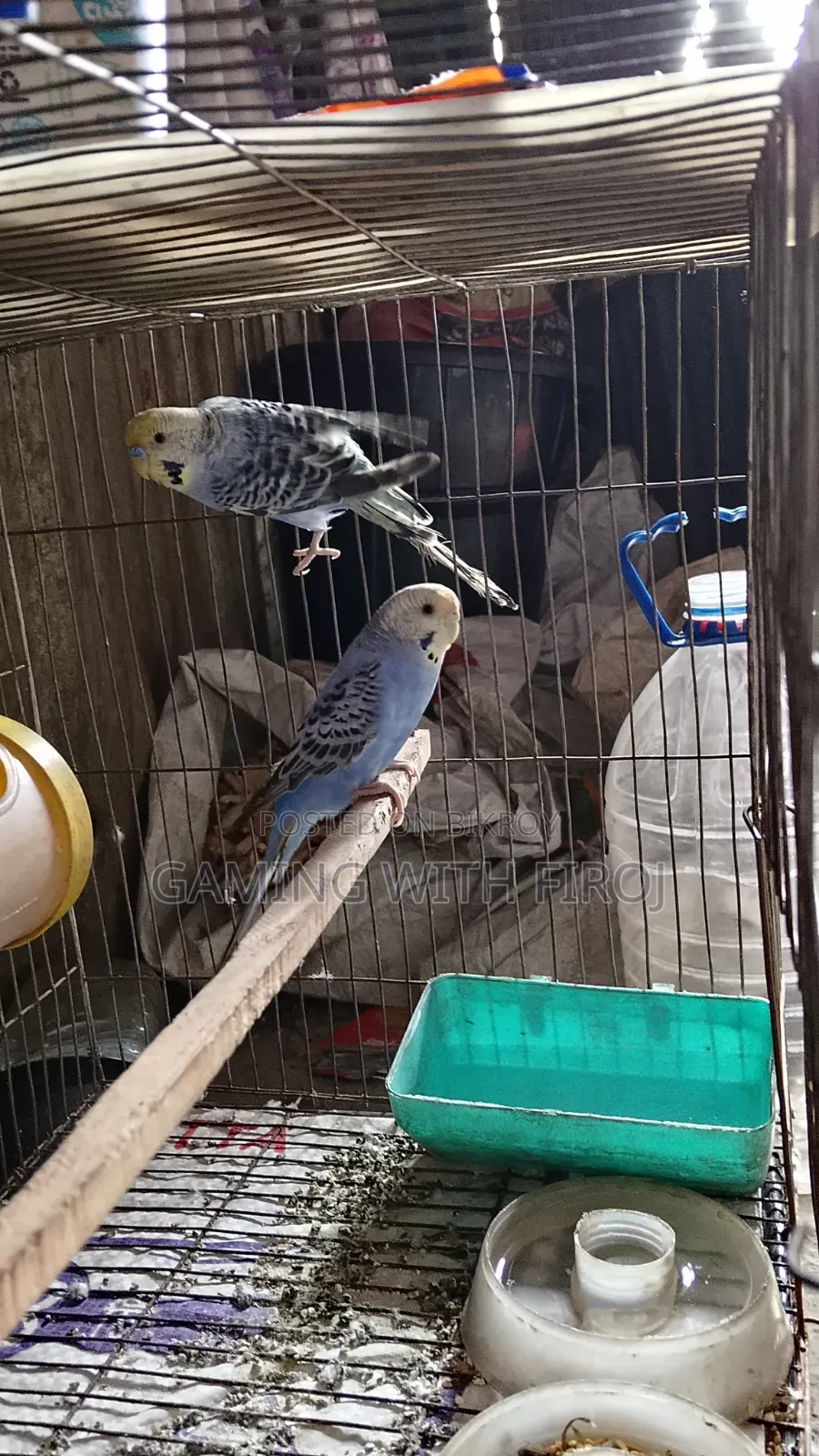 Pet Budgerigar Birds