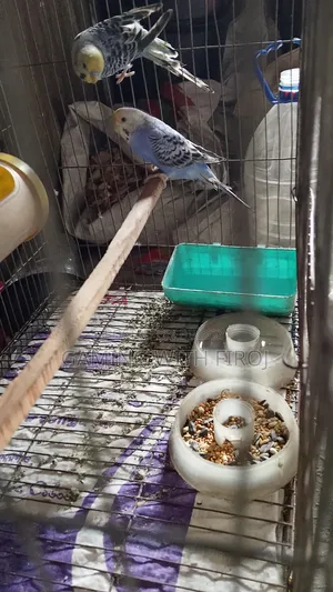 Pet Budgerigar Birds