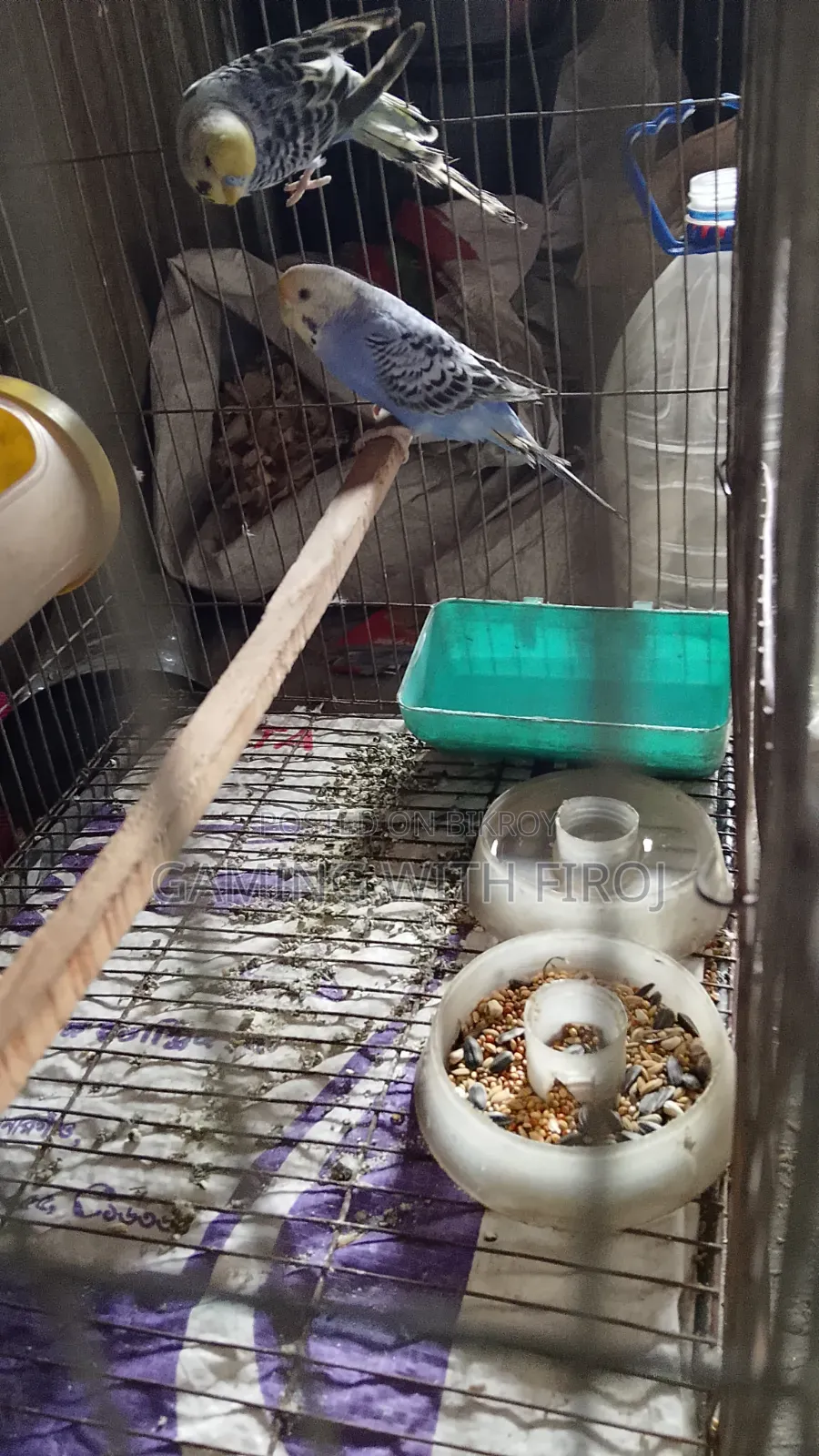 Pet Budgerigar Birds