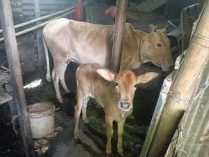 দেশি গাভি ষাড় বাচ্চাসহ