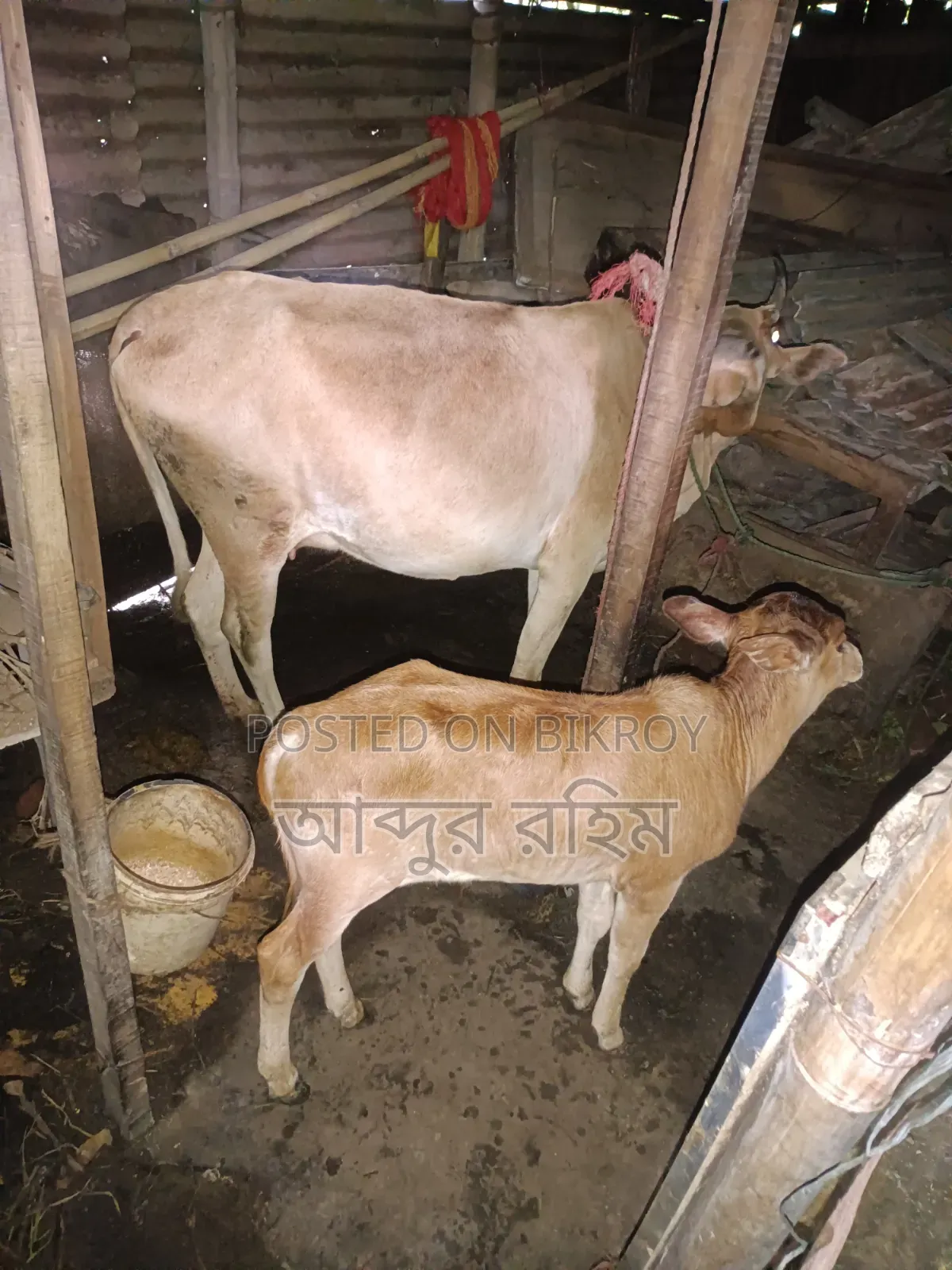 দেশি গাভি ষাড় বাচ্চাসহ