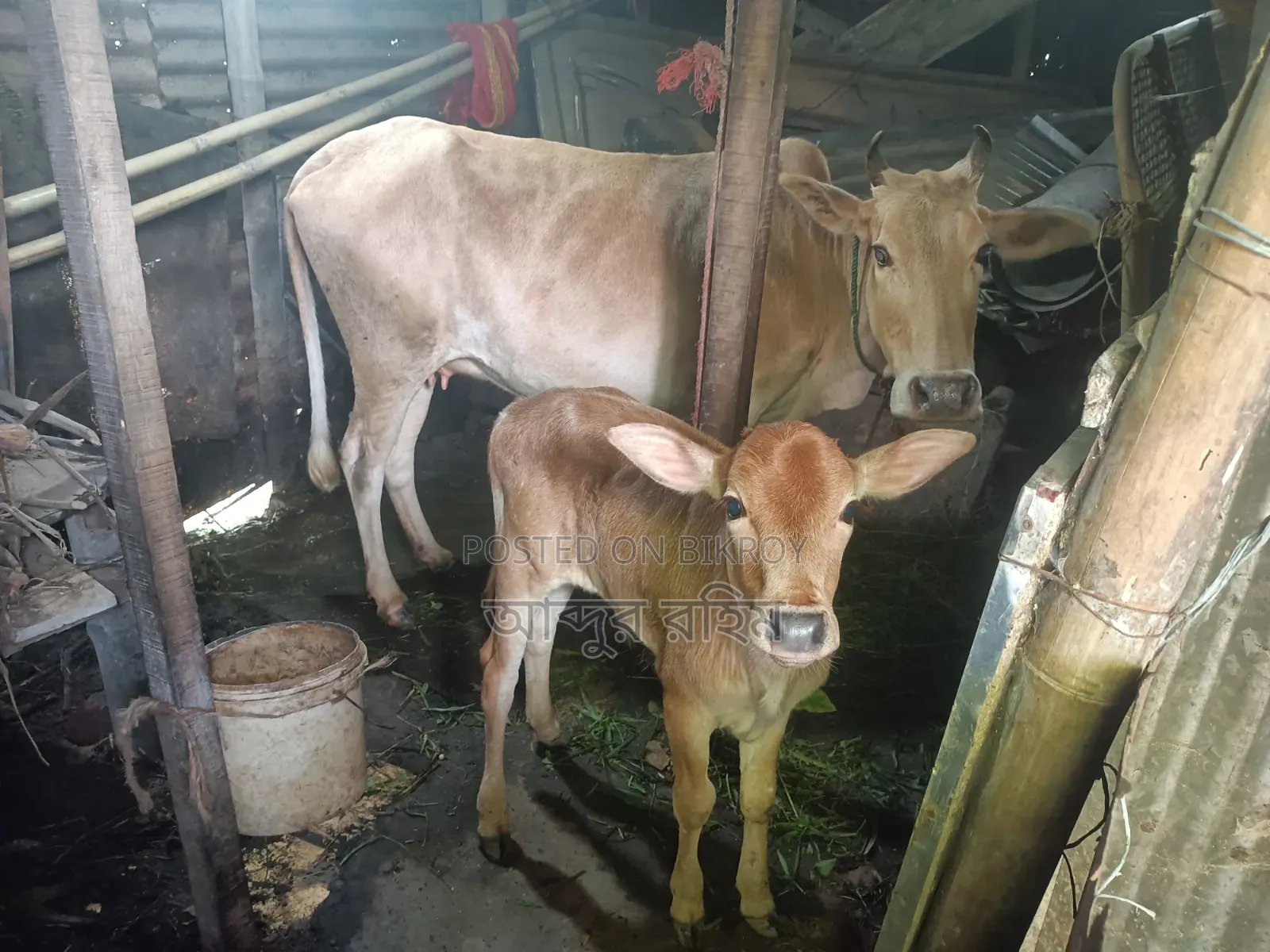 দেশি গাভি ষাড় বাচ্চাসহ
