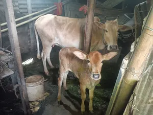 দেশি গাভি ষাড় বাচ্চাসহ