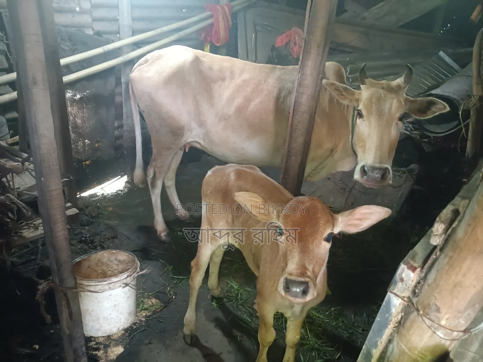 দেশি গাভি ষাড় বাচ্চাসহ