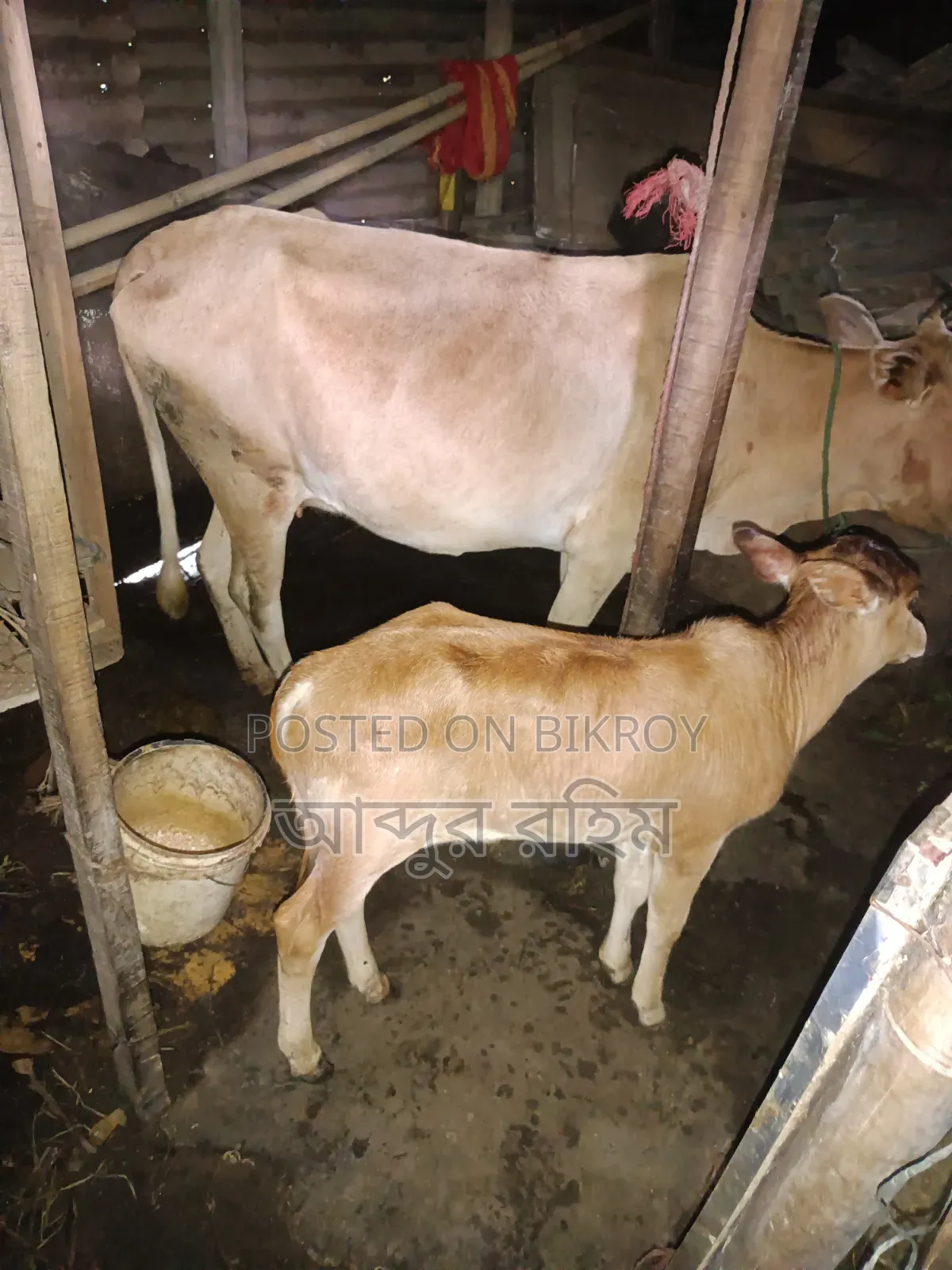 দেশি গাভি ষাড় বাচ্চাসহ