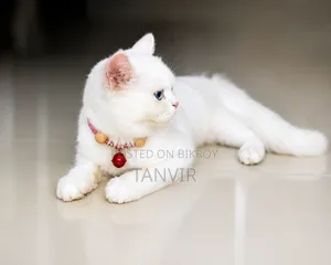 6-12 Months Male Mixed Breed Ragdoll