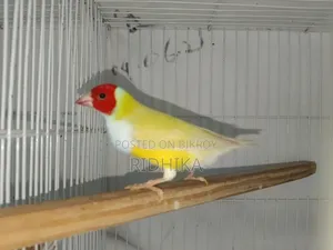 Single Male Gouldian Finch