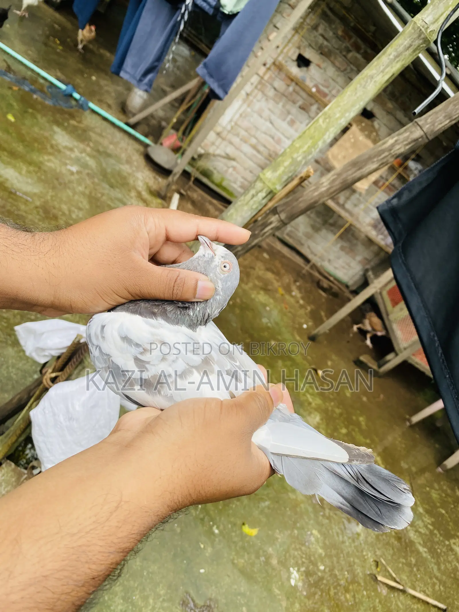 গিরিবাজ জোড়া