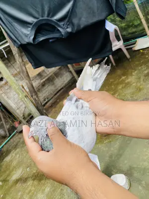 Giribaz Pigeon Pair