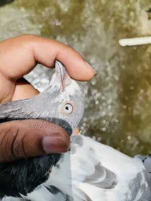 গিরিবাজ জোড়া