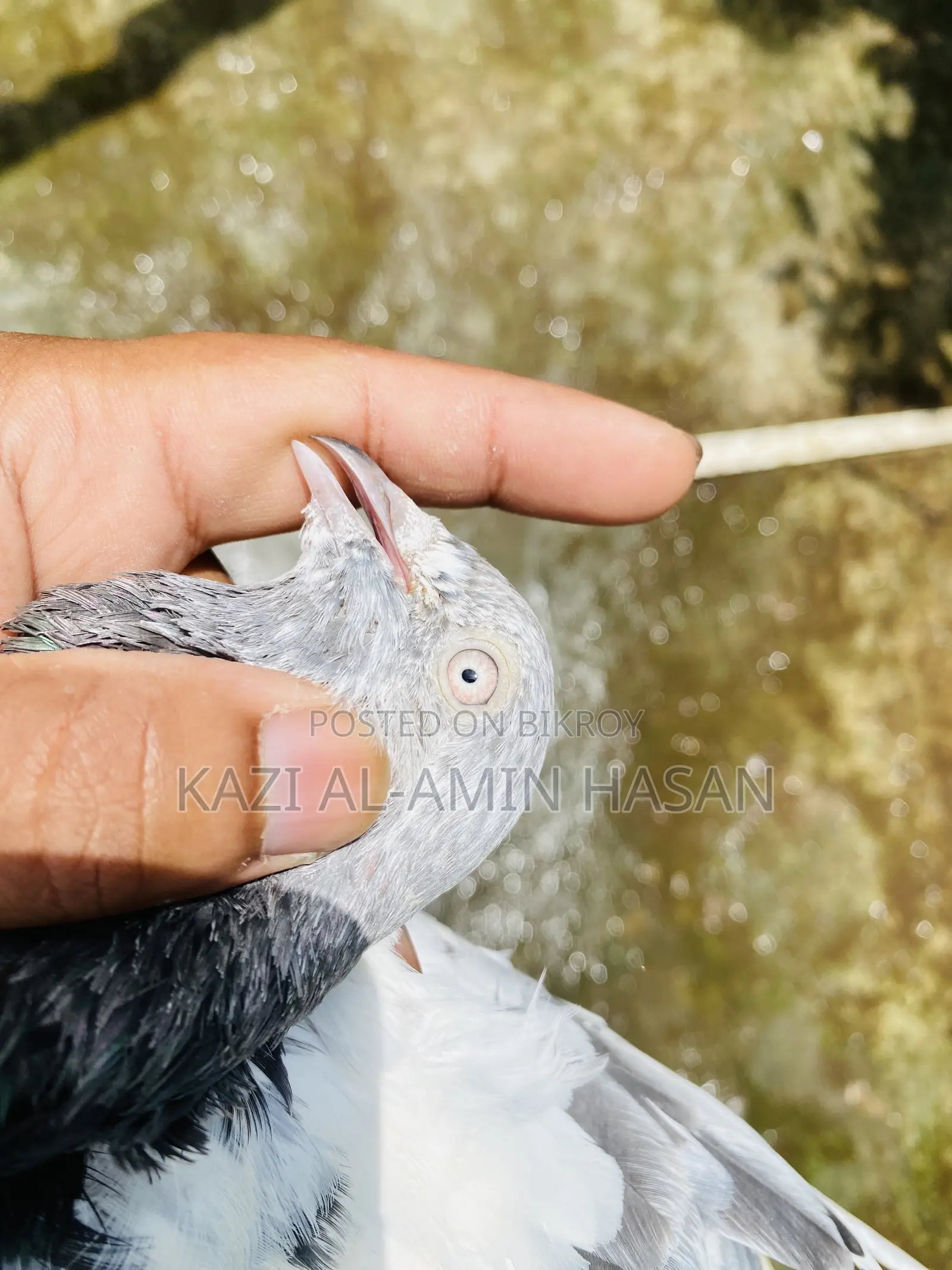 গিরিবাজ জোড়া