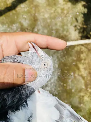 গিরিবাজ জোড়া