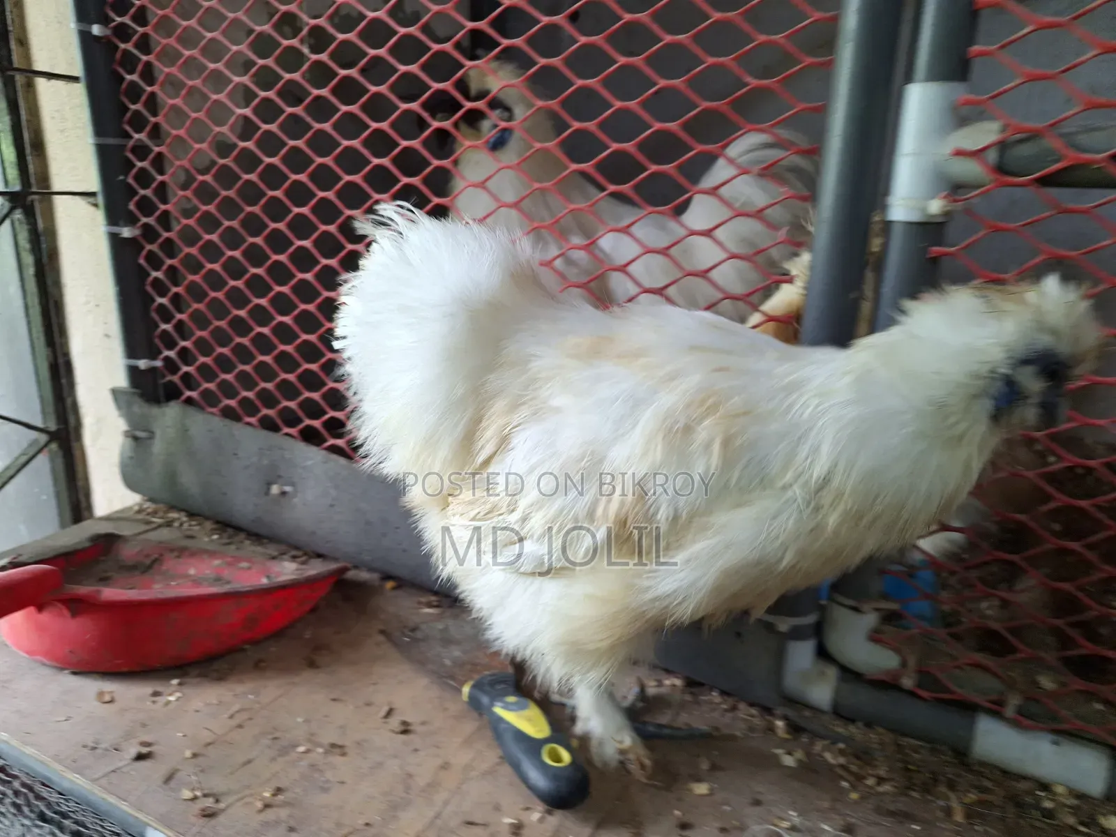 Silkie Chicken