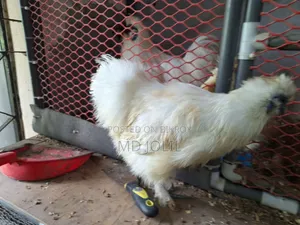 Silkie Chicken