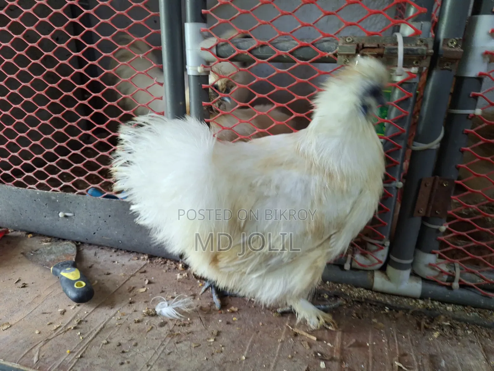 Silkie Chicken