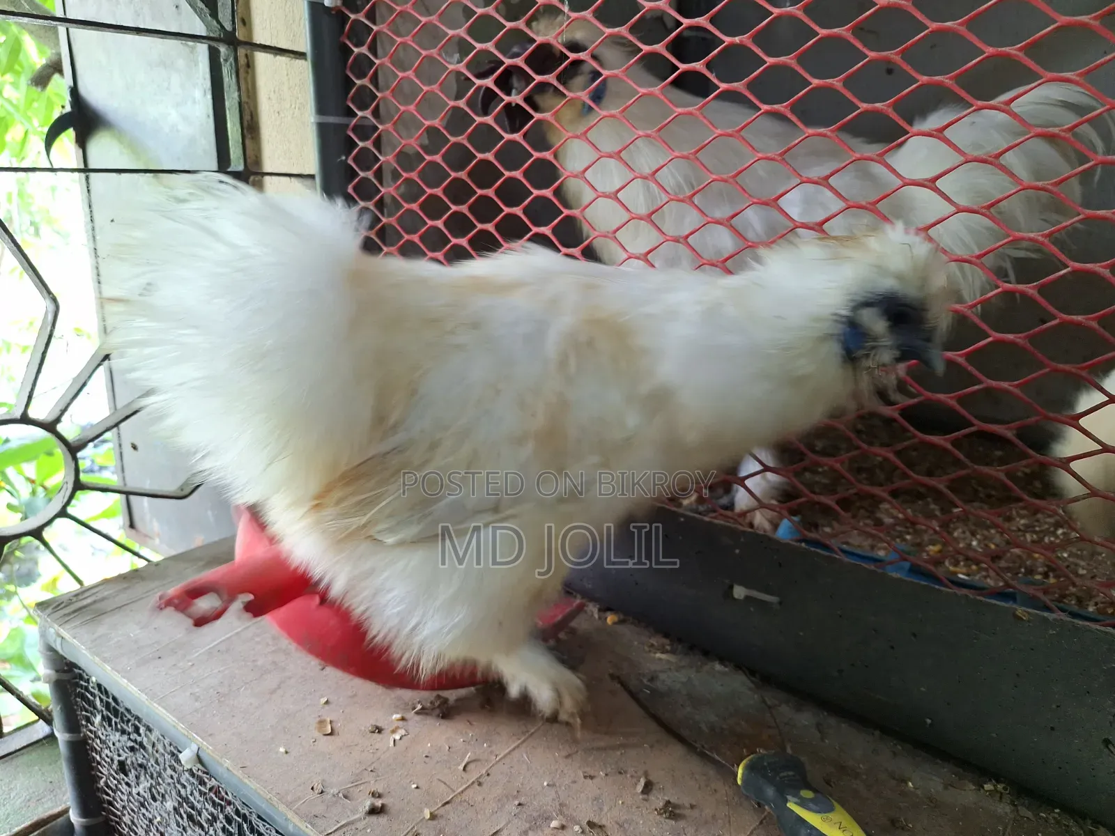 Silkie Chicken