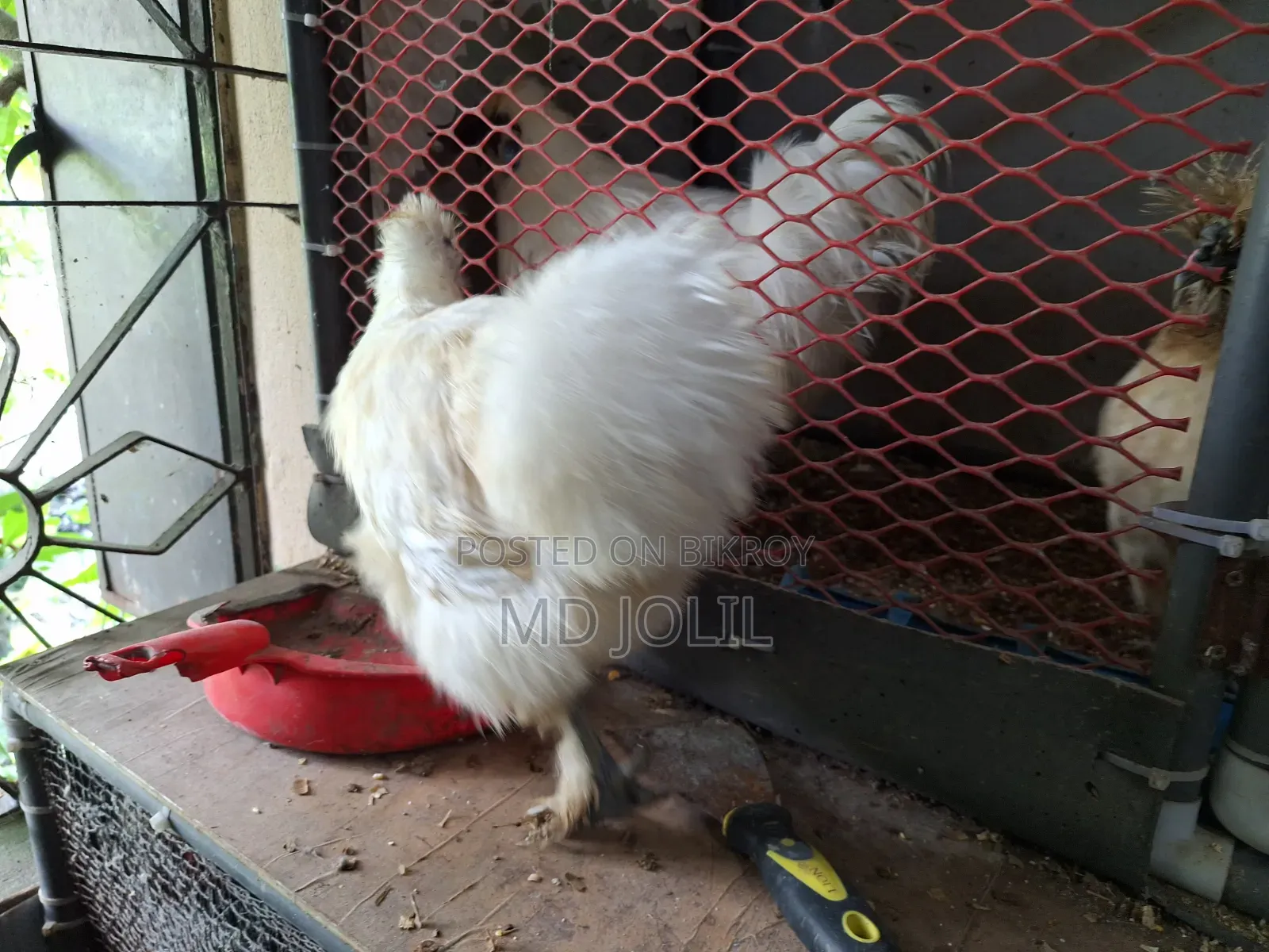 Silkie Chicken