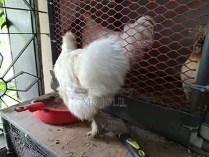 Silkie Chicken