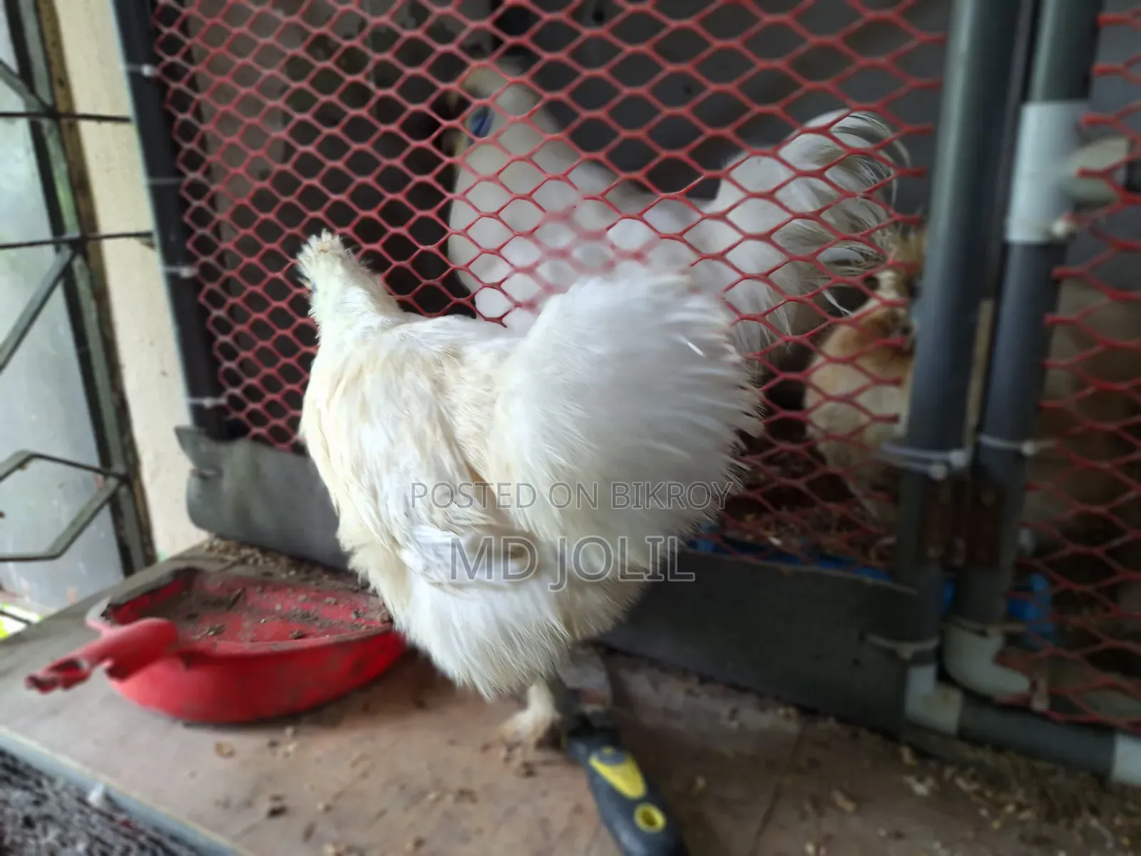 Silkie Chicken