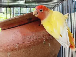 লাভবার্ড ফিমেল রানিং