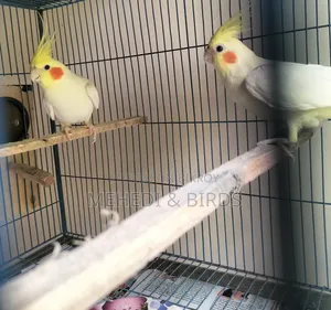 Lutino Cockatiel Master Pair