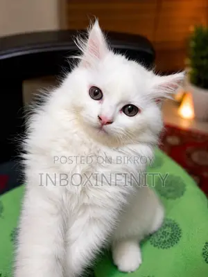 1-3 Months Male Purebred Persian