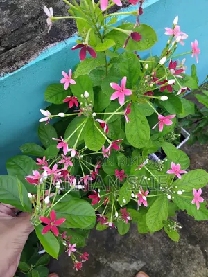 বাগানের গাছ সেল করতে চাই