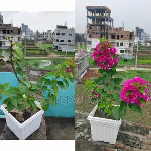 বাগানের গাছ সেল করতে চাই