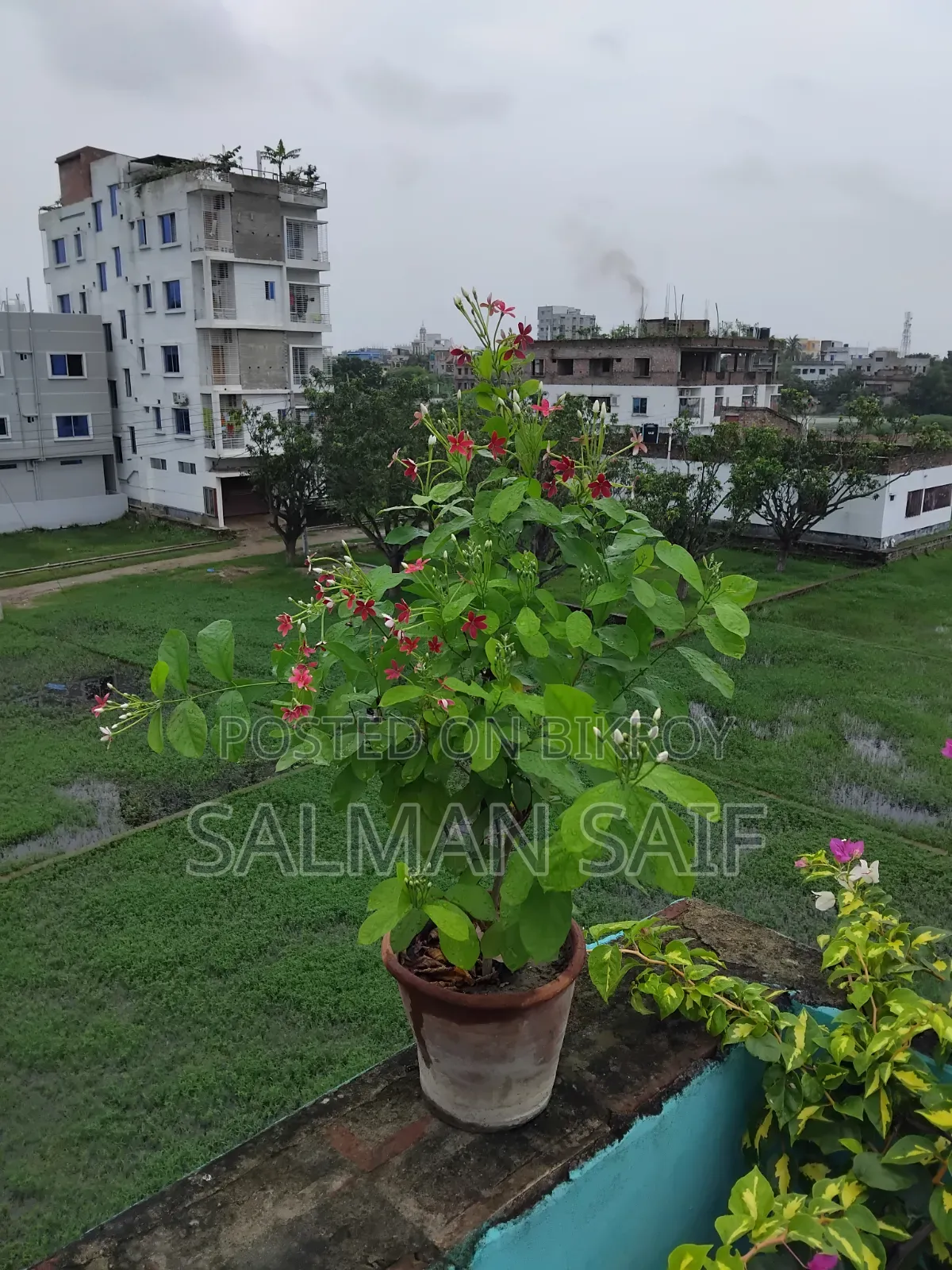 বাগানের গাছ সেল করতে চাই